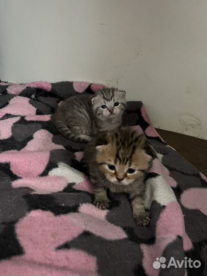 Шотландские котята
