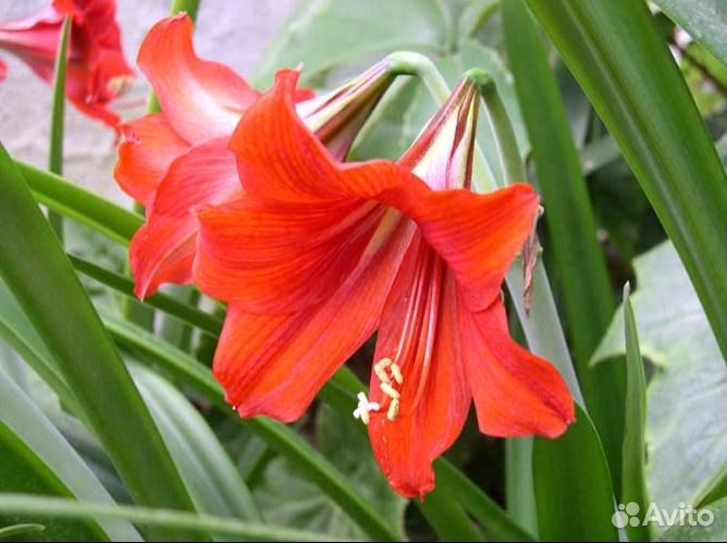 Комнатные цветы