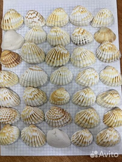 Ракушки
