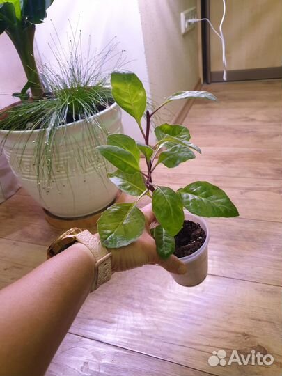 Джинура, хлорофитум Океан