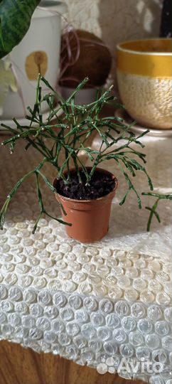 Хатиора желтая