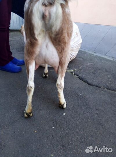 Продажа козлят камори - нубы