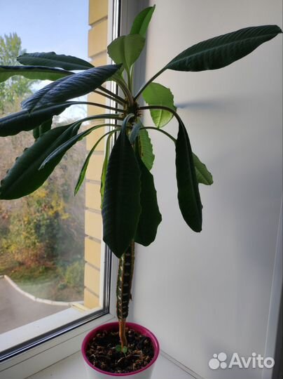 Комнатные растения цветы большие