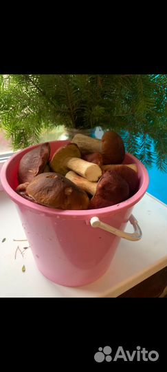 Белые грибы свежие