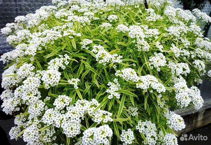 Алиссум Primavera Princess вариегатный