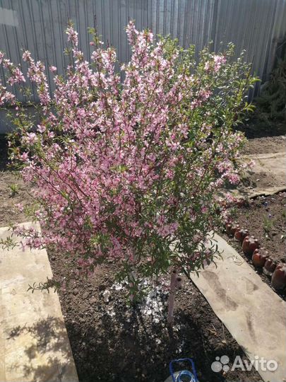 Спирея, малина, смородина, слива