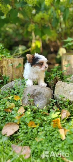 Бивер Мини Девочка