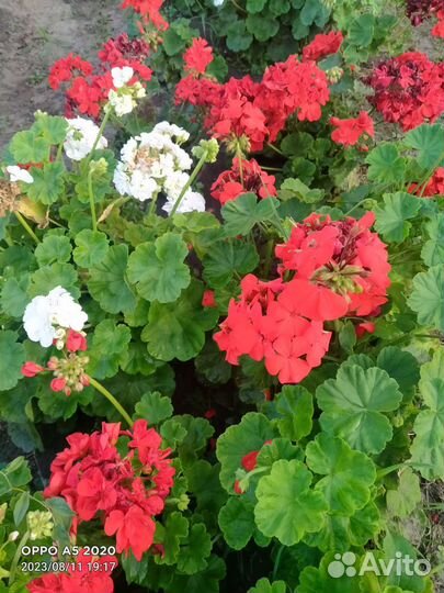 Пеларгония герань белая, красная, розовая