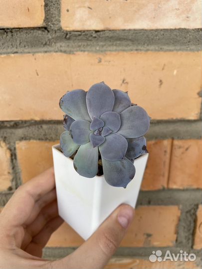 Суккуленты