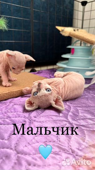 Канадский сфинкс котята