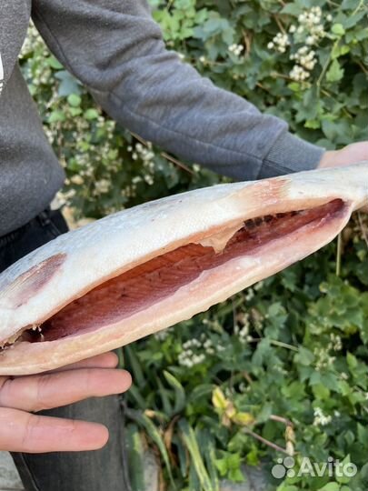 Форель 1,4-1,8