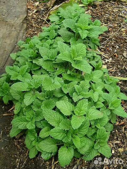 Мята и Мелиса