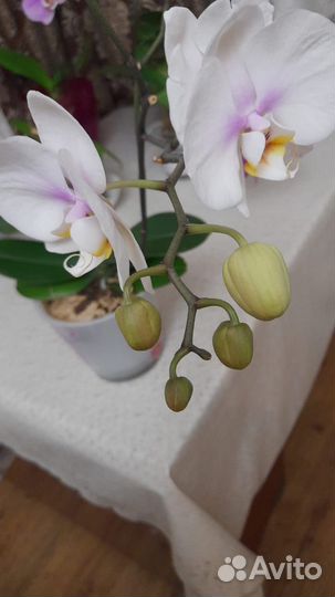 Орхидея фаленопсис