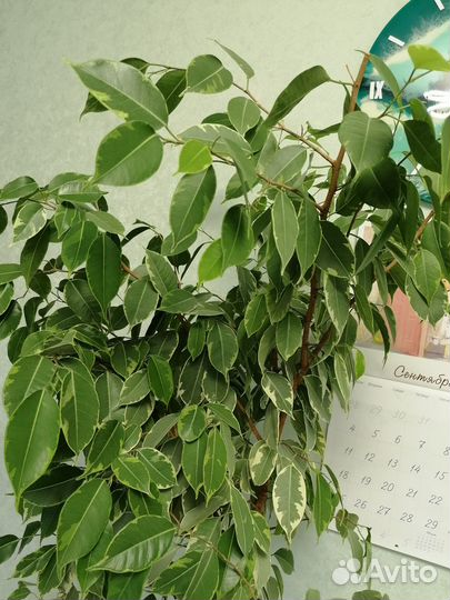 Продам фикус бенджамина
