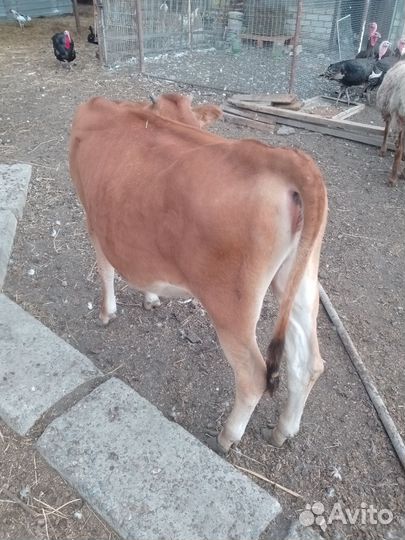 Телочка джерси