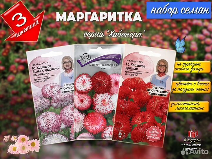 Семена Маргаритка многолетняя, зимостойкая, наборы