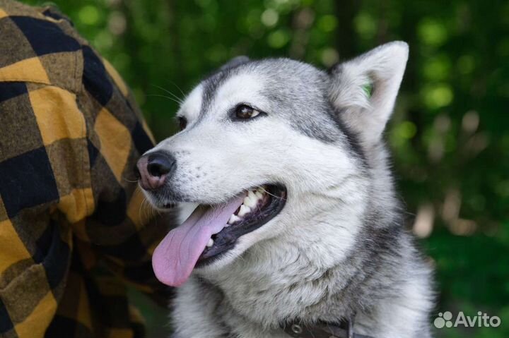 Собака Альфина, около 4 лет, контактная