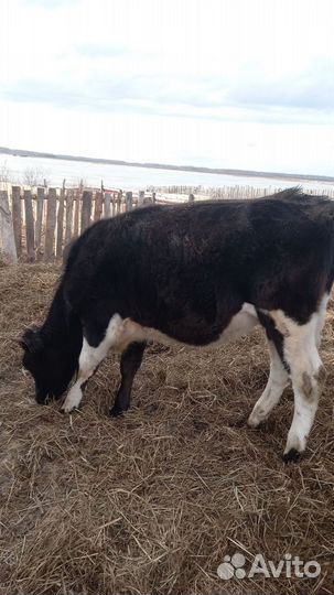 Тёлки 2штуки