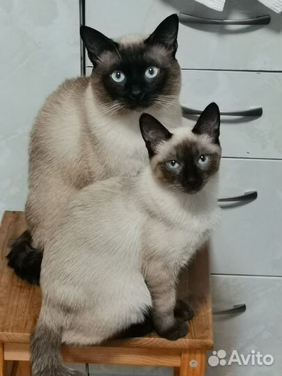 Сиамские котята