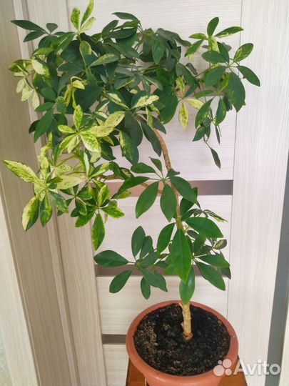 Комнатные цветы шефлера