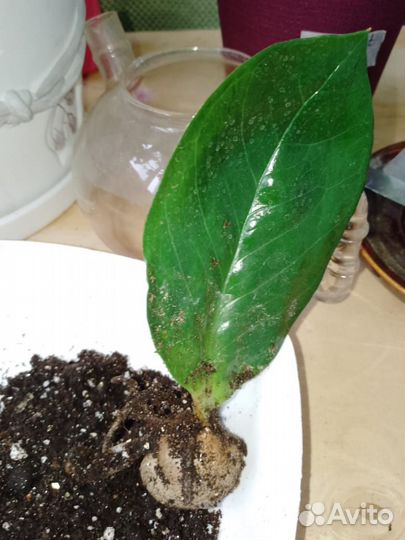 Замиокулькас