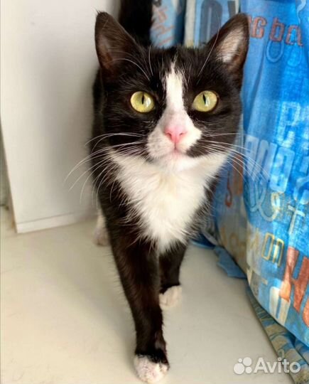 Кошка в дар