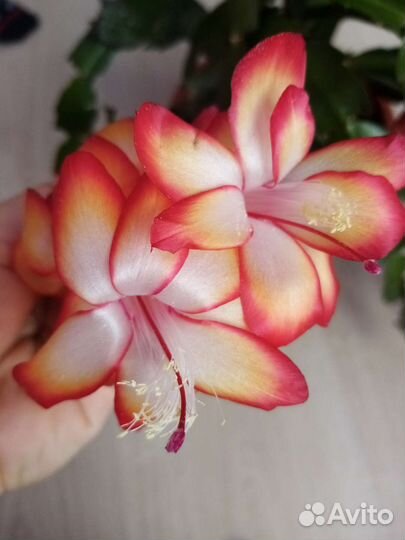 Декабрист шлюмбергера samba brasil