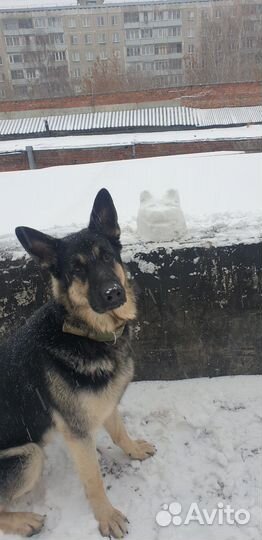 Кинолог. Дрессировка собак