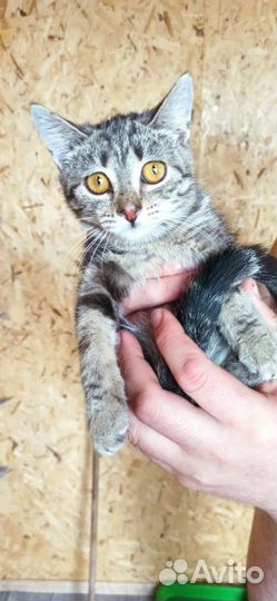 Девчушка подросток