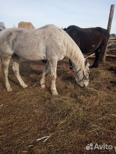 Продам жеребца