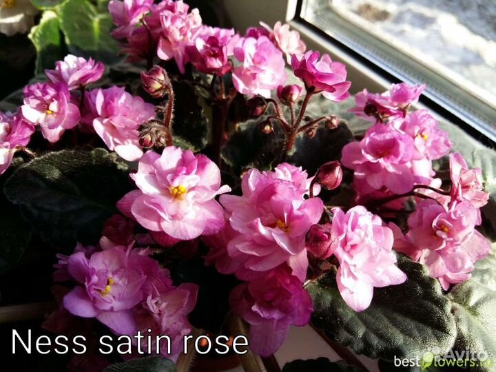 Сортовые фиалки