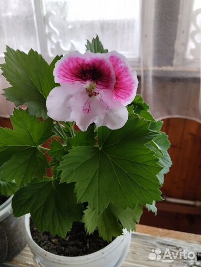 Пеларгония герань