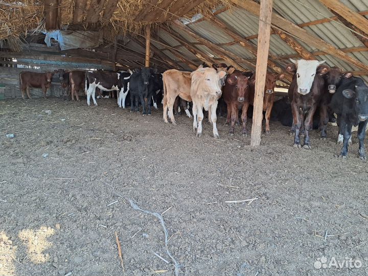 Продаются бычки и тёлочки