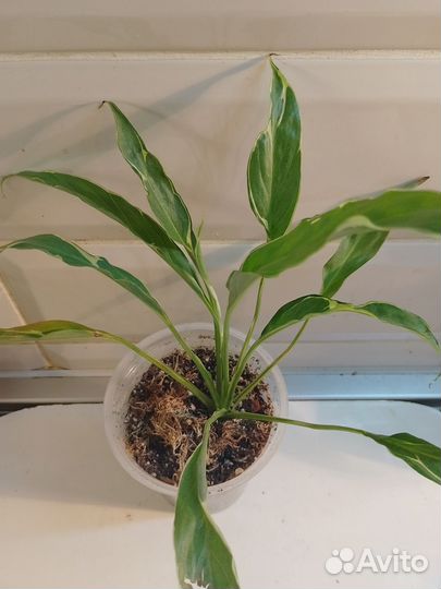 Спатифиллум Нью Ван, Дели Индонезия с белым варом