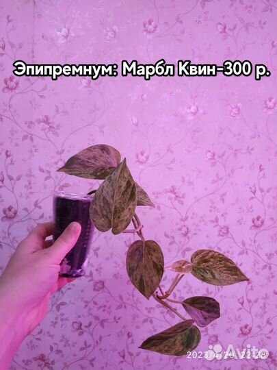 Сциндапсусы разных сортов