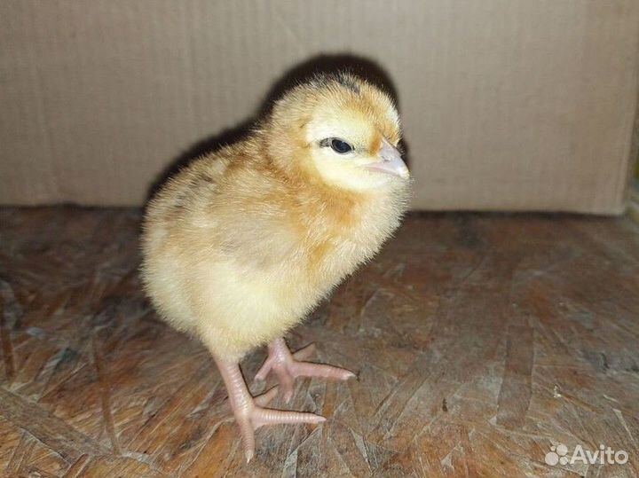 Цыплята микс