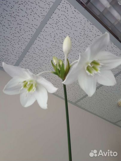 Эухарис-комнатные лилии