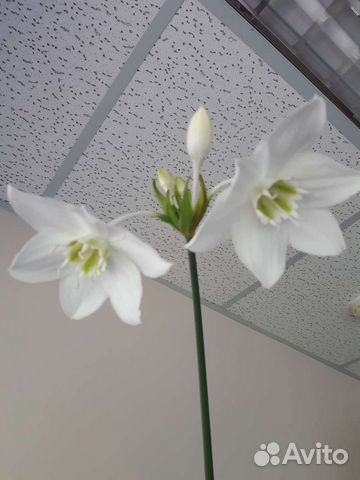 Эухарис-комнатные лилии