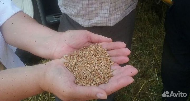 Овес в мешках