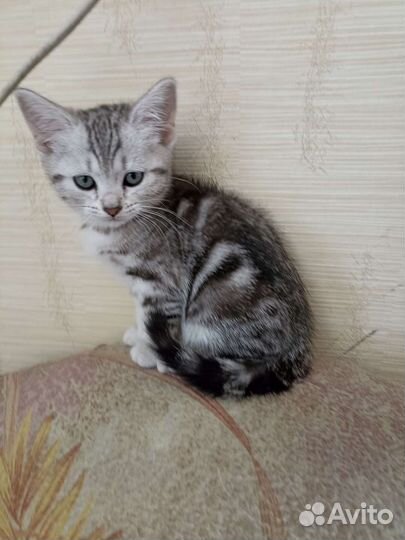 Британская кошка