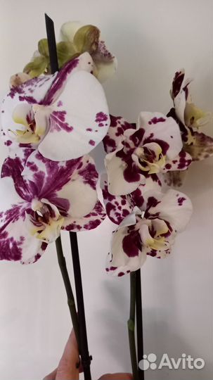 Орхидея фаленопсис