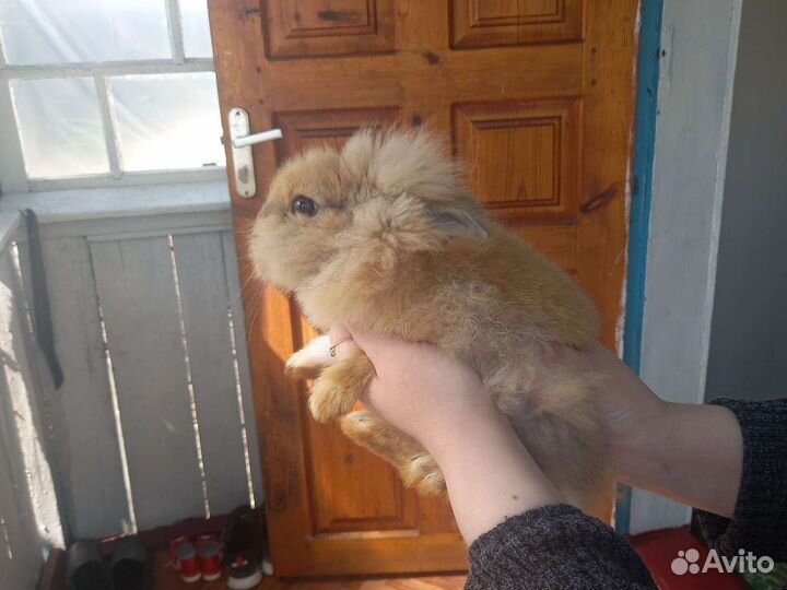 Карликовый кролик