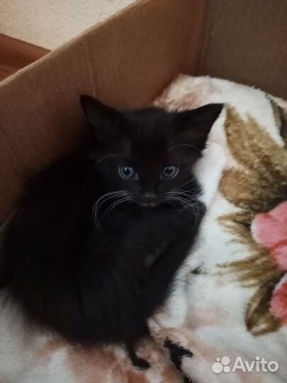 Кошки в добрые руки бесплатно