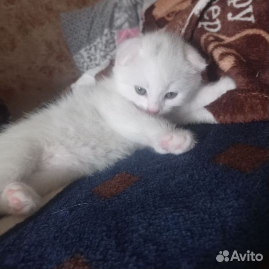 Британские вислоухие котята
