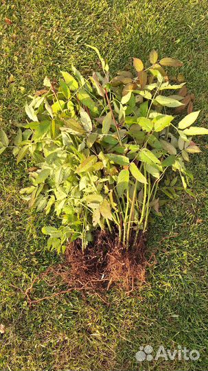 Тибетская малина саженцы