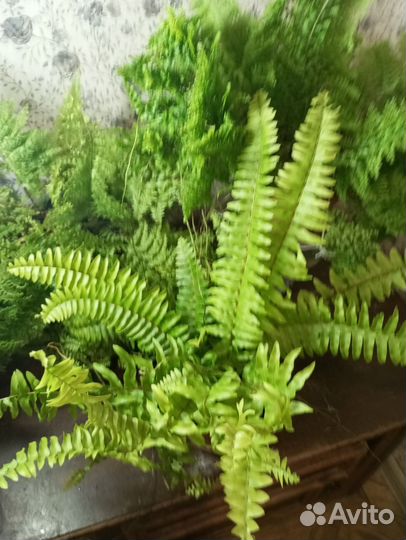 Папоротник нефролепис