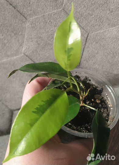 Фикус бенджамина сорт 