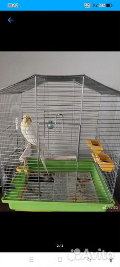 Попугай Корелла с клеткой