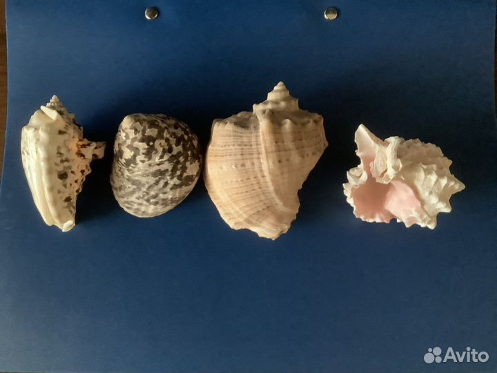 Ракушки с южных морей