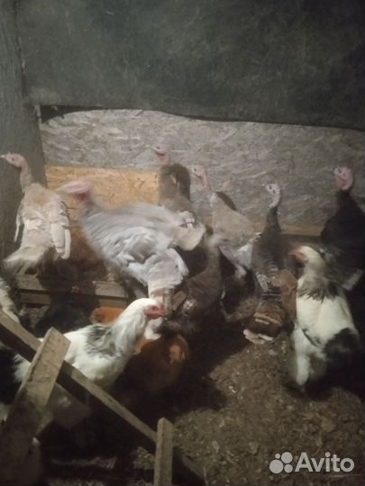 Индюки и индюшки